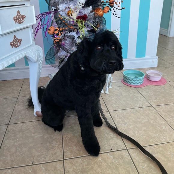 Meet your Posher, Gina - Picture 1 of 1